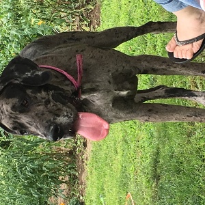 Fundraising Page: Shauwna Bryan